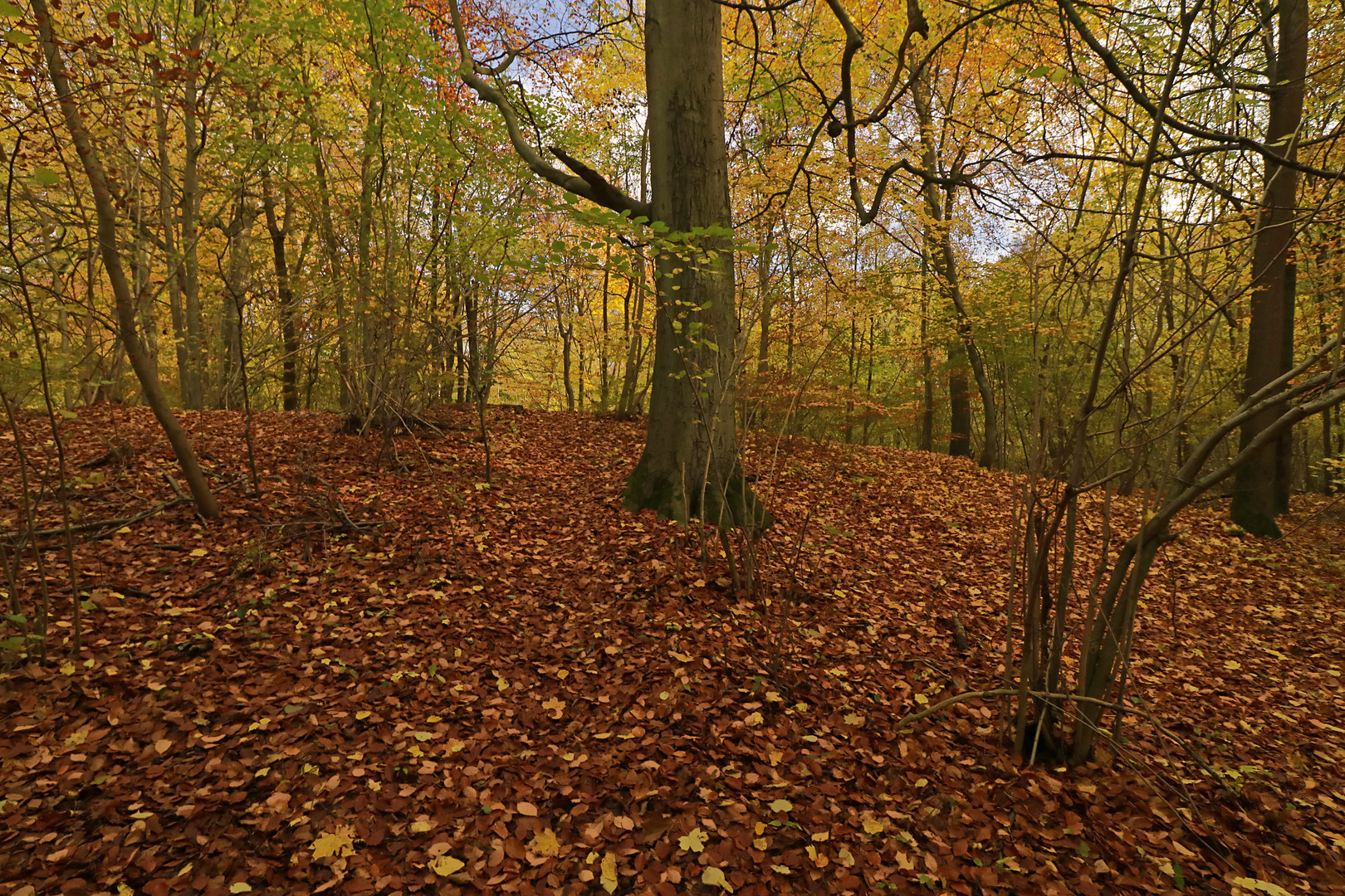 Im Herbstwald