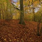 Im Herbstwald