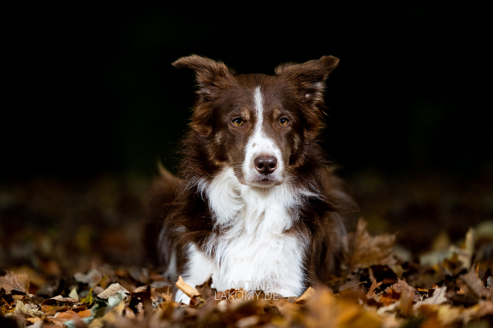 Im herbstwald