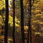 Im Herbstwald