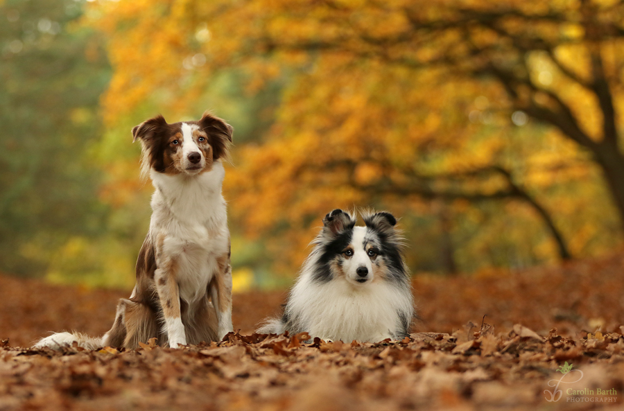 Im Herbstwald...