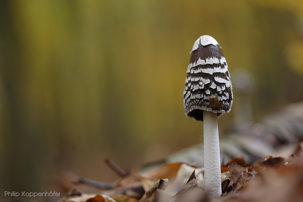 Im Herbstwald...