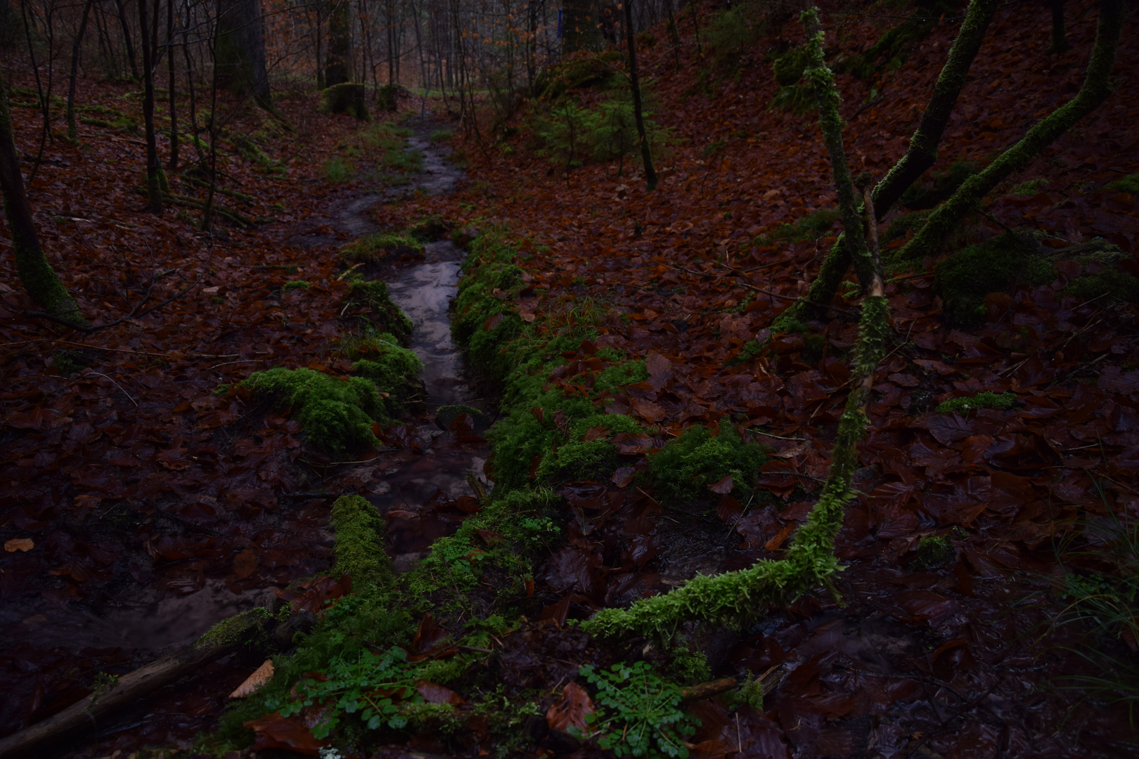 im Herbstwald