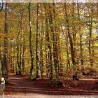 Im Herbstwald