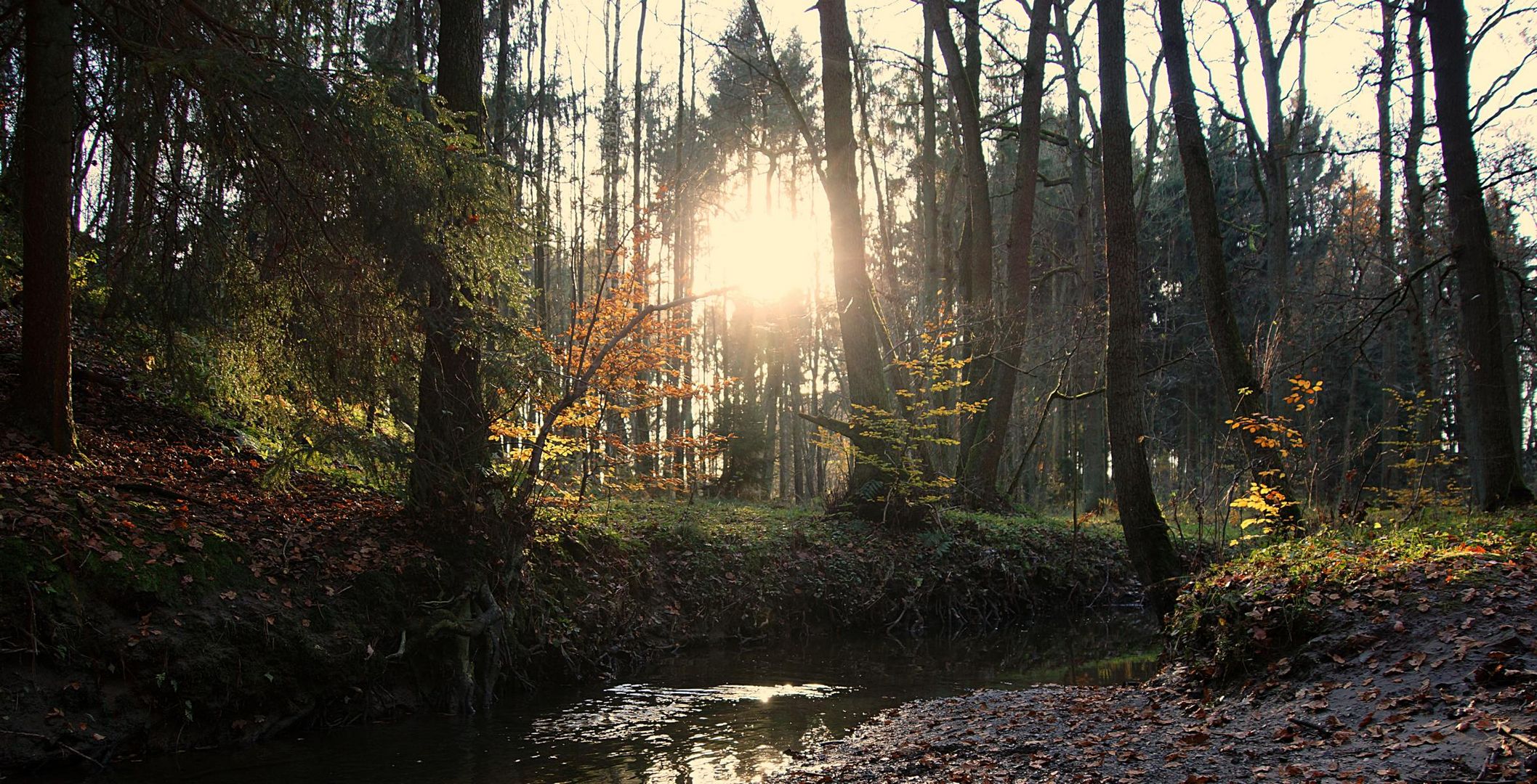 Im Herbstwald