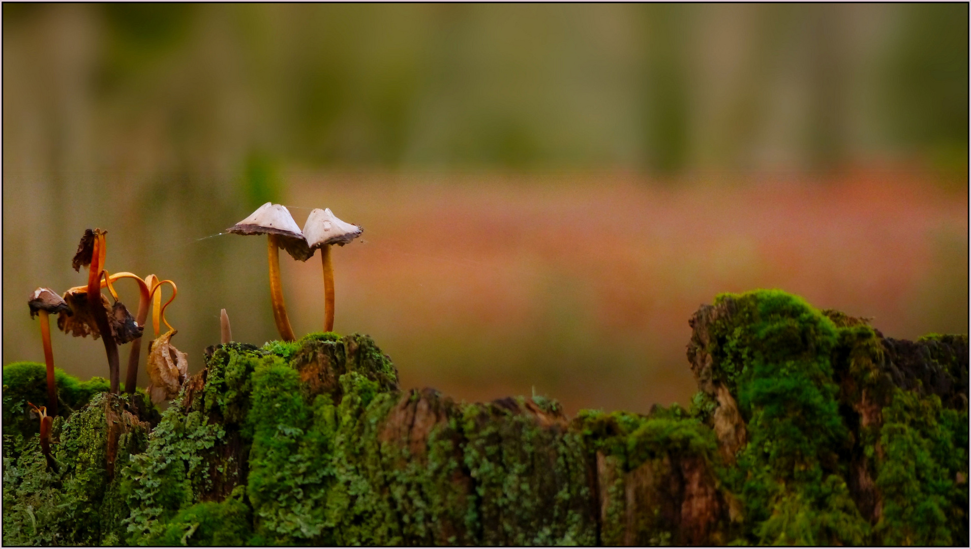 Im Herbstwald