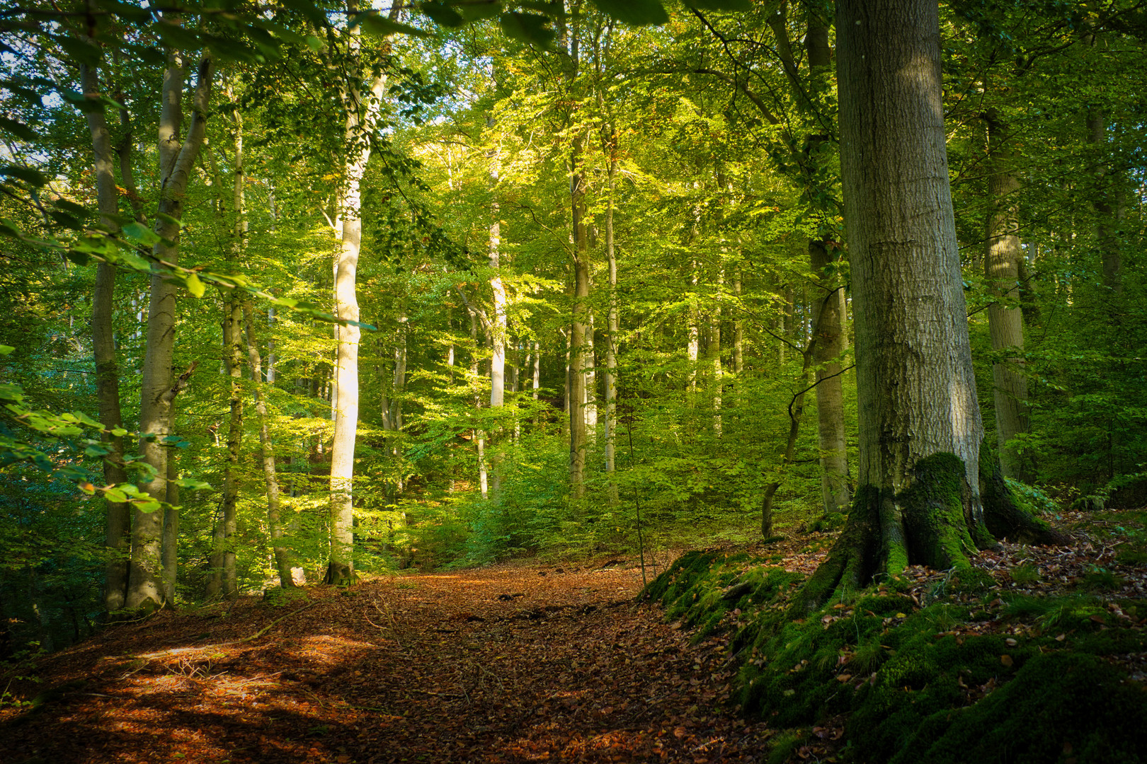 im Herbstwald