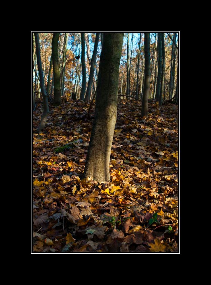 ... im Herbstwald ...