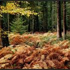 Im Herbstwald....