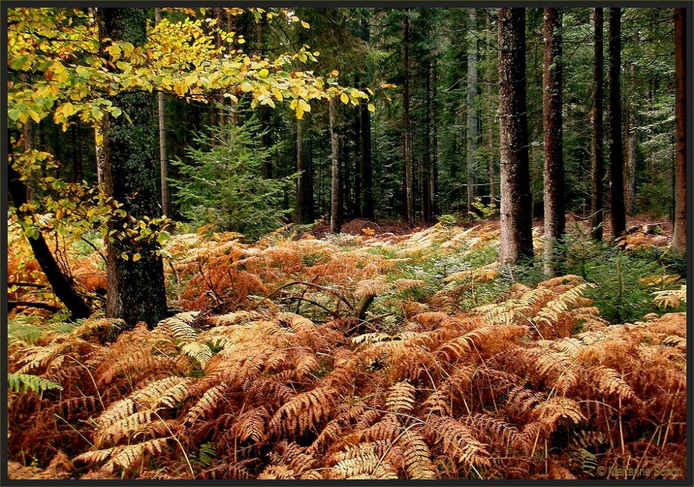 Im Herbstwald....