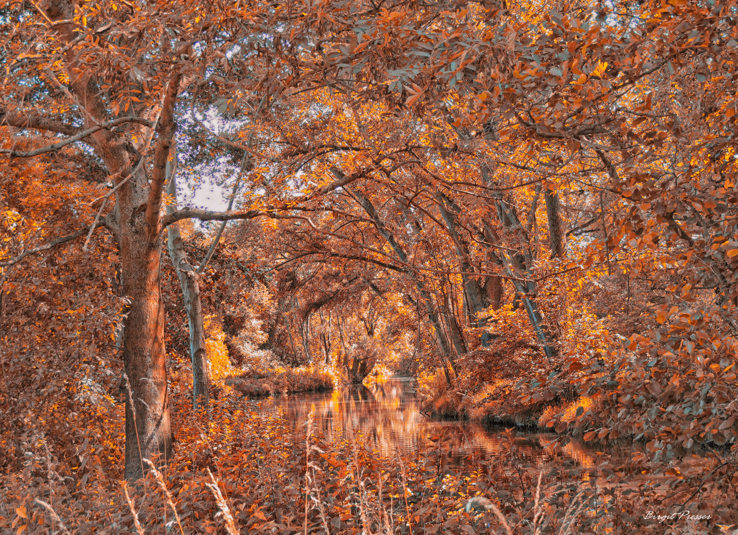 Im Herbstwald 