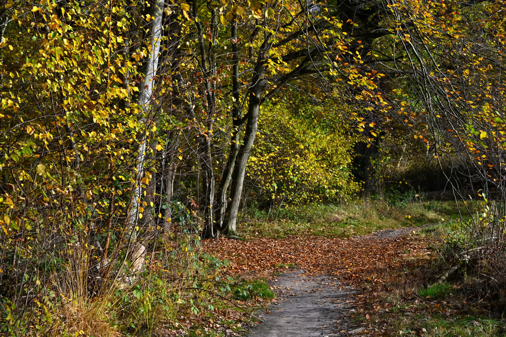 Im Herbstwald