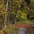 Im Herbstwald