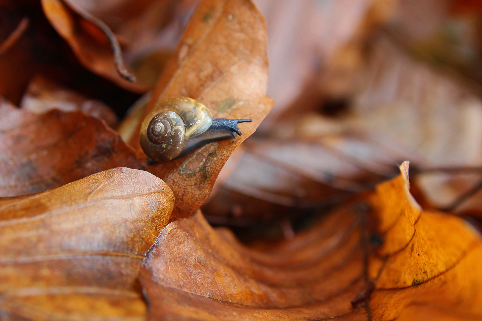 Im Herbstwald