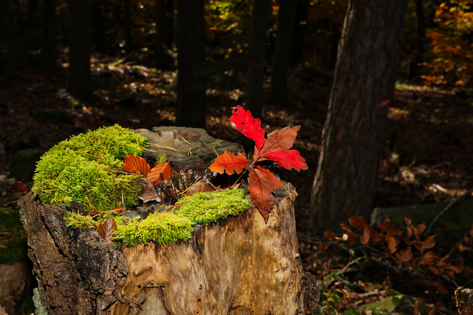 Im Herbstwald...