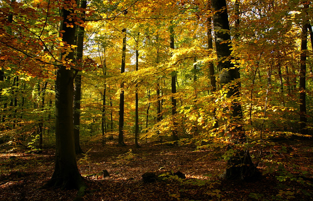 Im Herbstwald