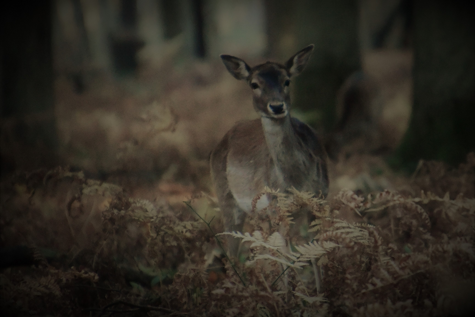 Im Herbstwald 