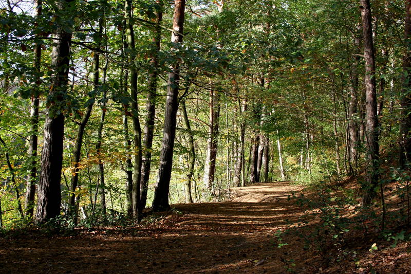 Im Herbstwald