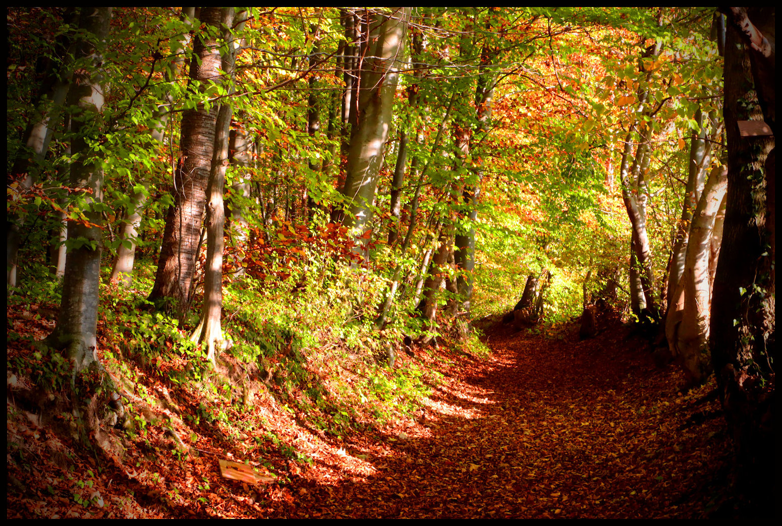 im Herbstwald