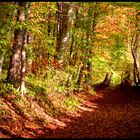 im Herbstwald