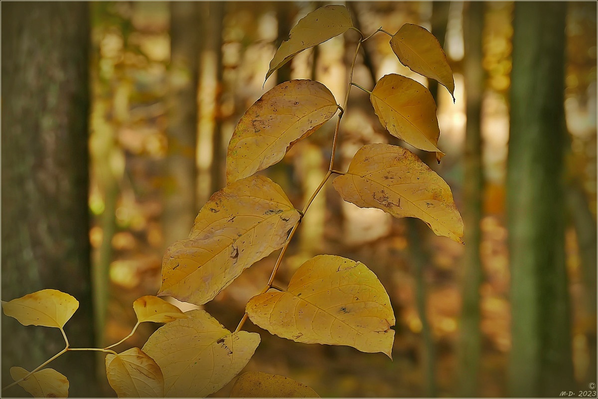 Im Herbstwald