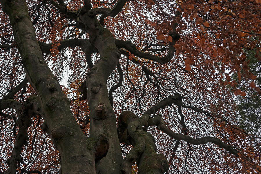 im Herbstwald