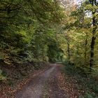 Im Herbstwald