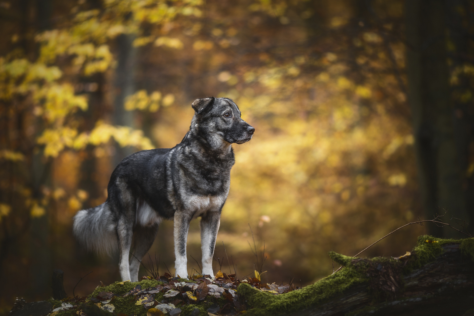 ... im Herbstwald ...