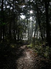 Im Herbstwald