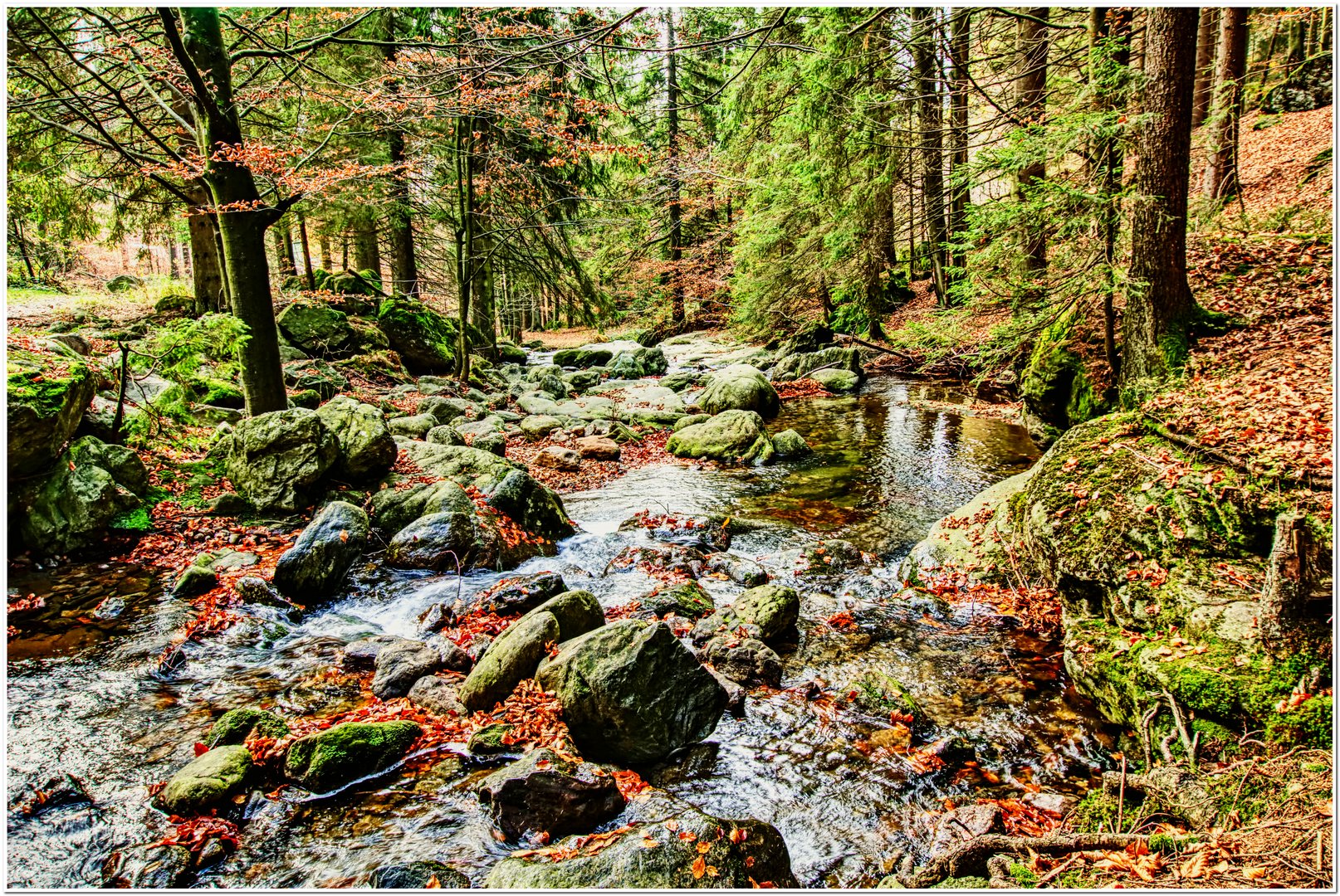 Im Herbstwald