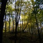 Im Herbstwald