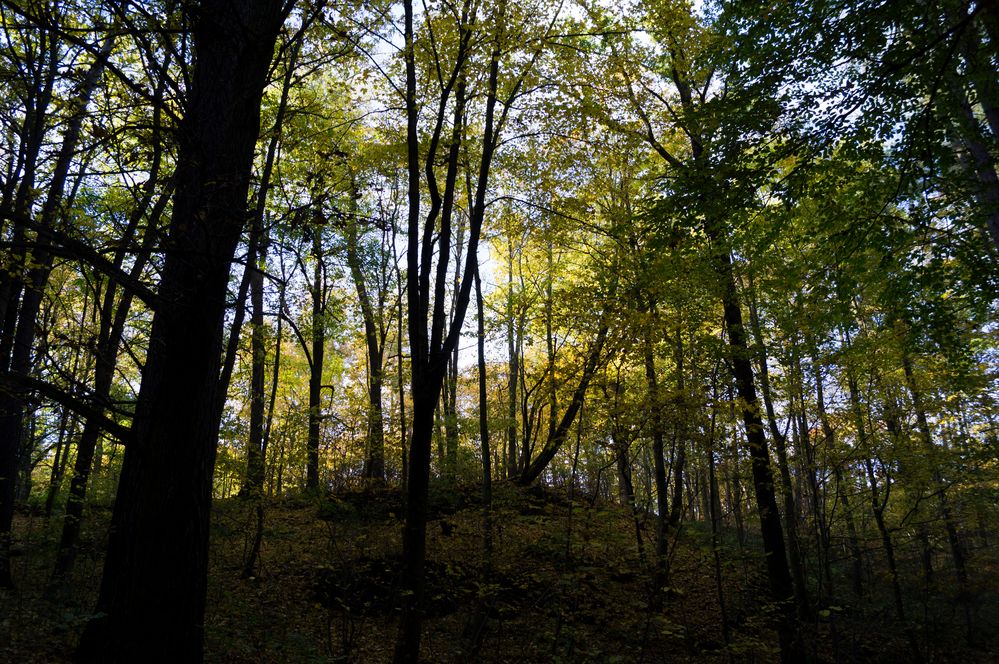 Im Herbstwald