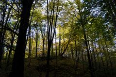 Im Herbstwald