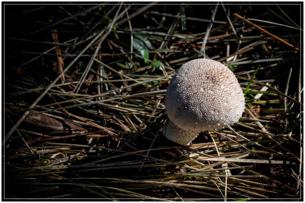 Im Herbstwald