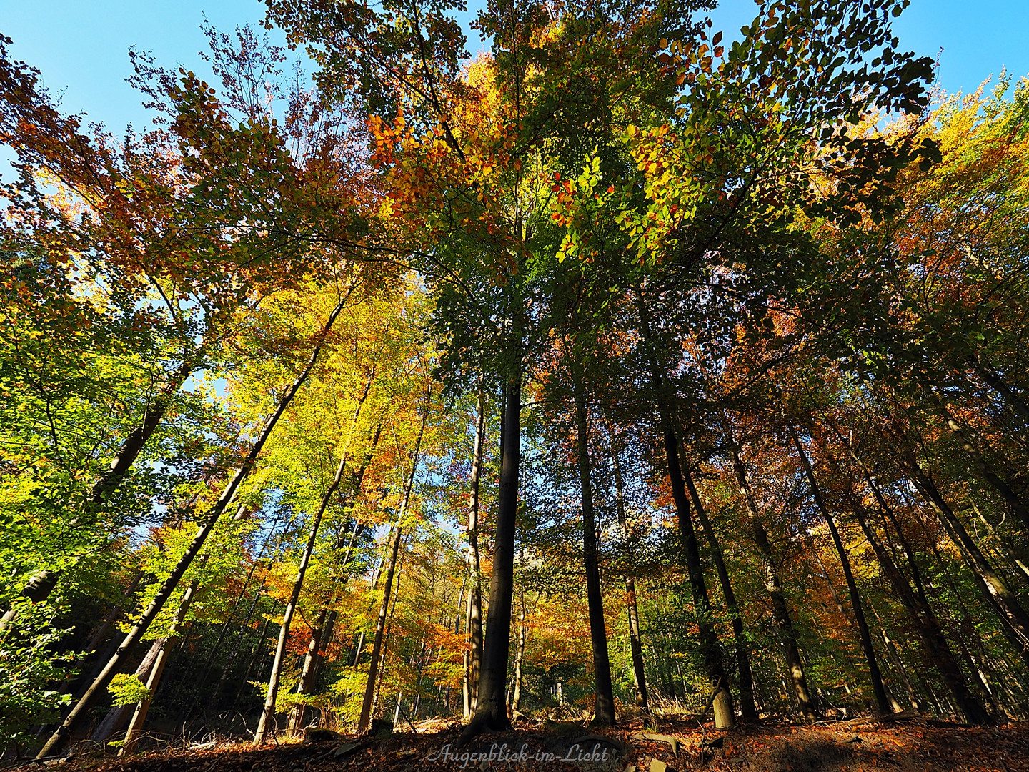 Im Herbstwald ...