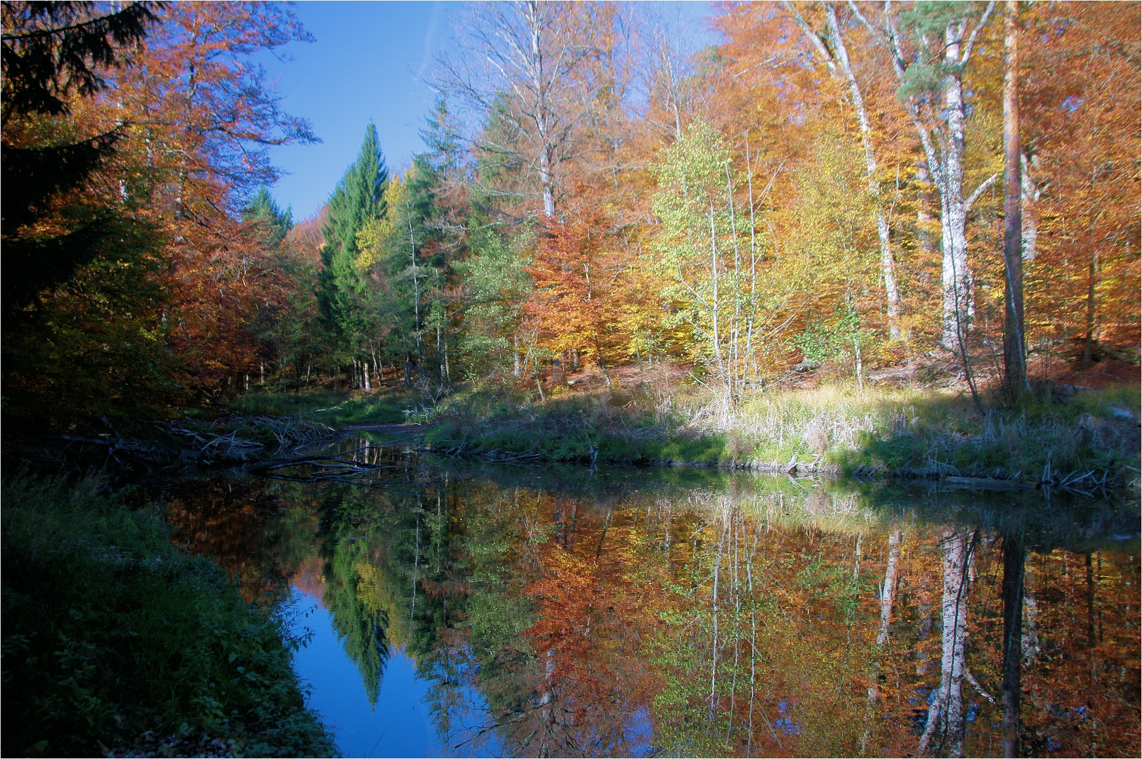 IM HERBSTWALD