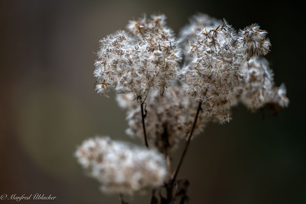 im Herbstwald ...