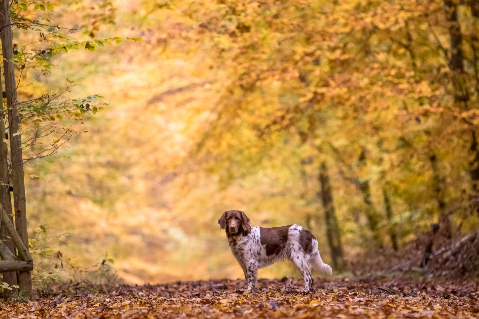 Im Herbstwald