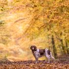 Im Herbstwald