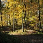 Im Herbstwald