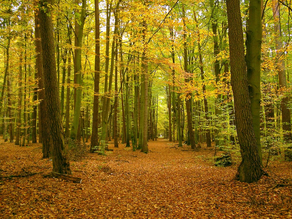 Im Herbstwald