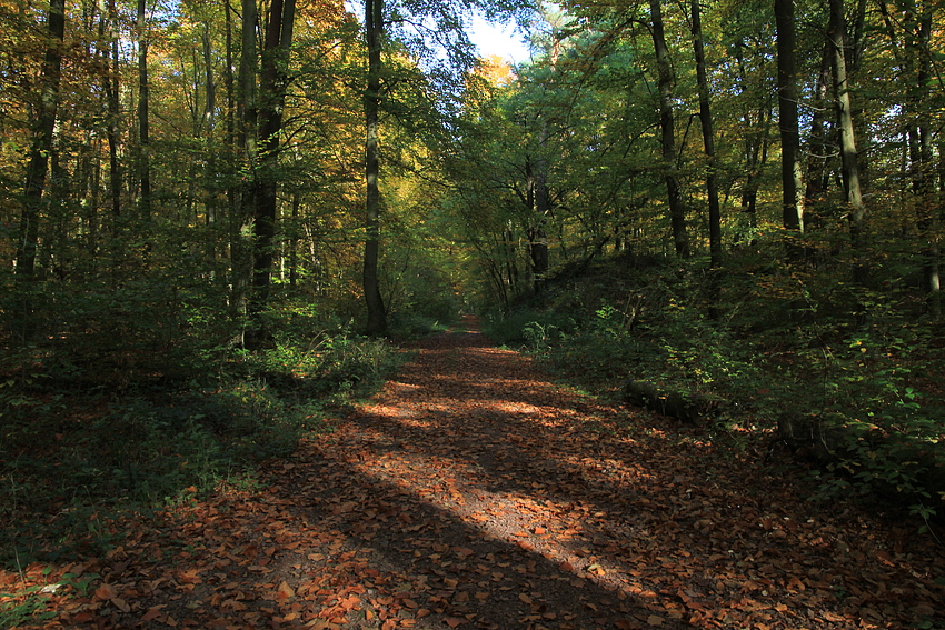 Im Herbstwald