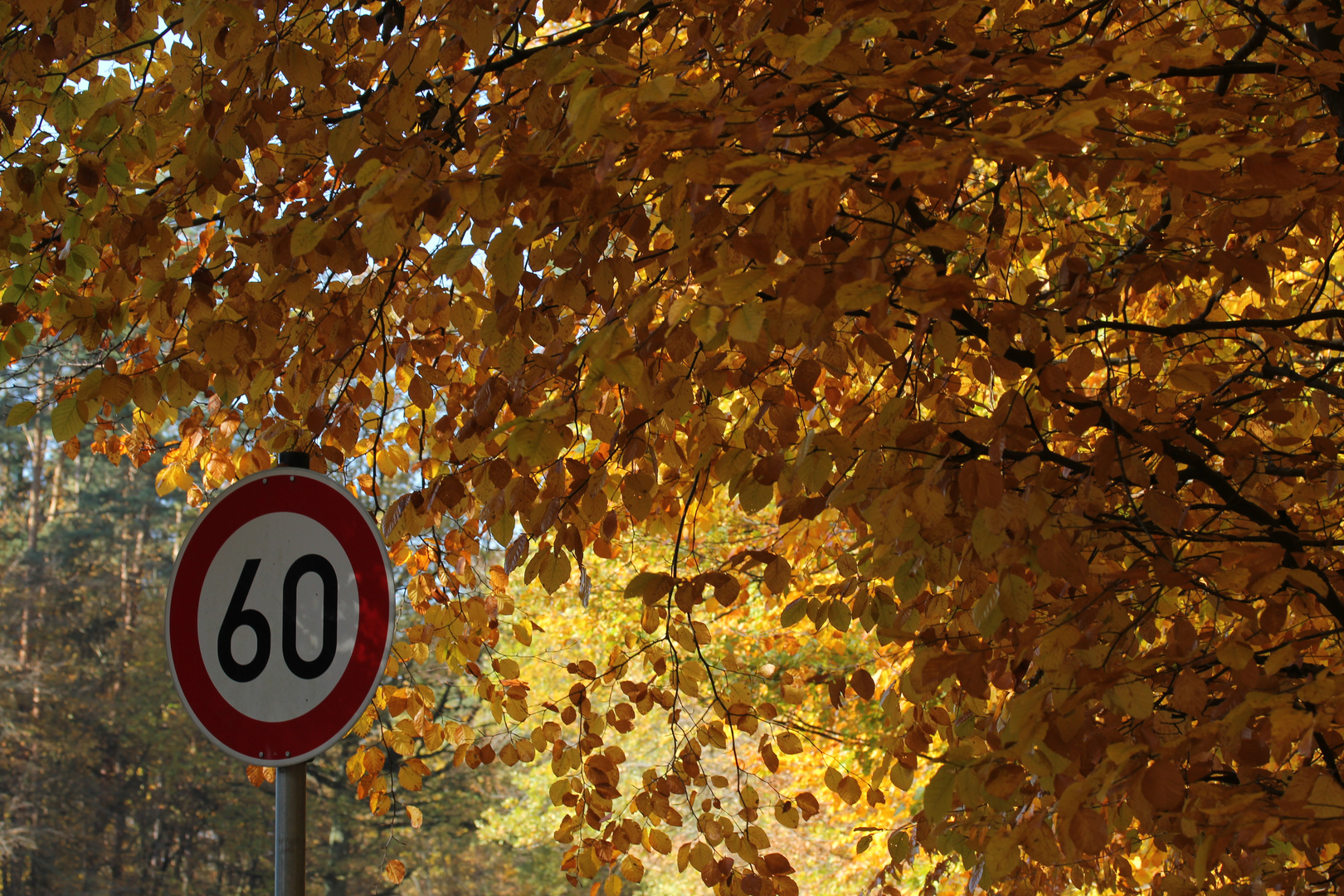 Im Herbstwald bitte langsam.....