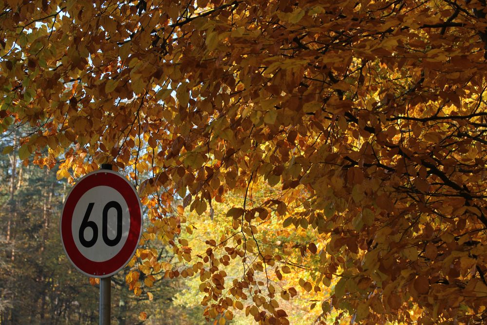 Im Herbstwald bitte langsam.....