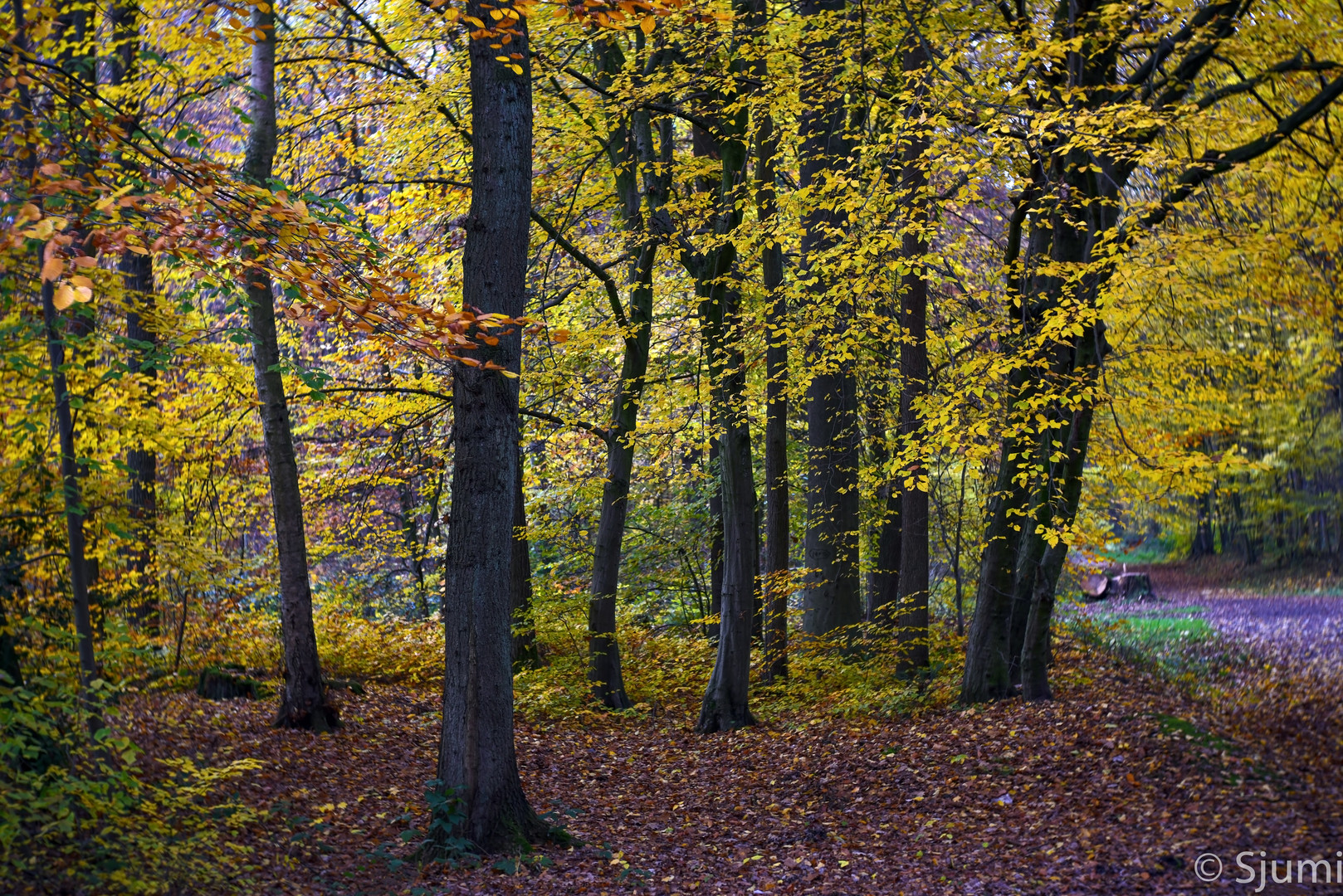 Im Herbstwald