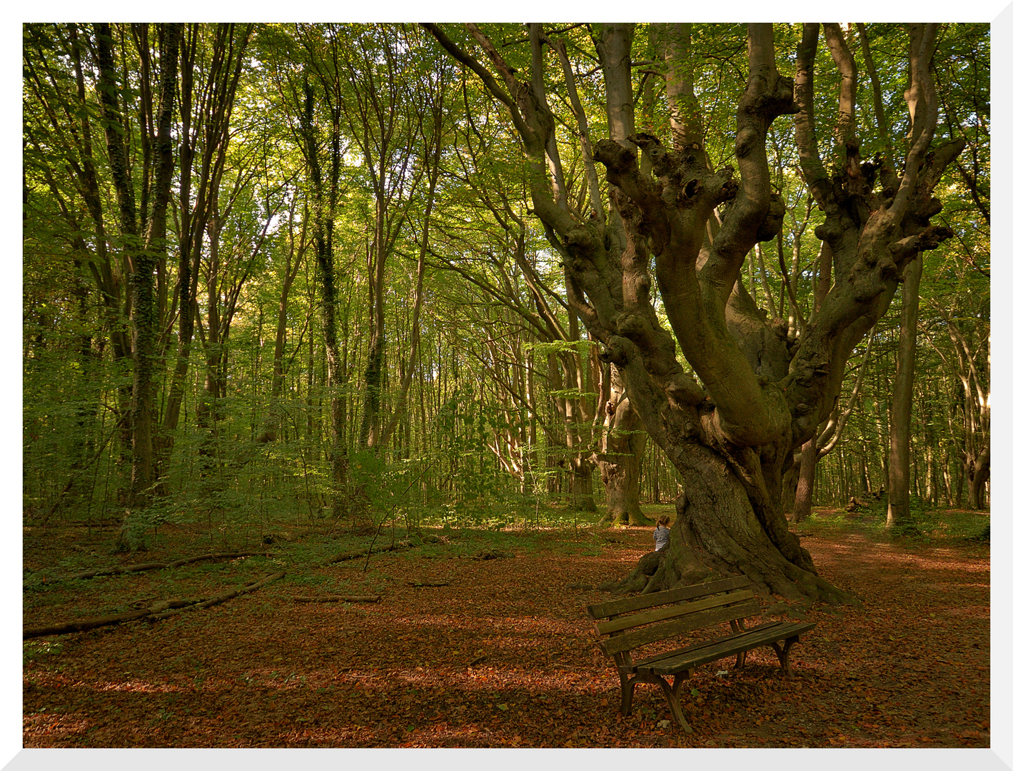 Im Herbstwald