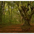 Im Herbstwald