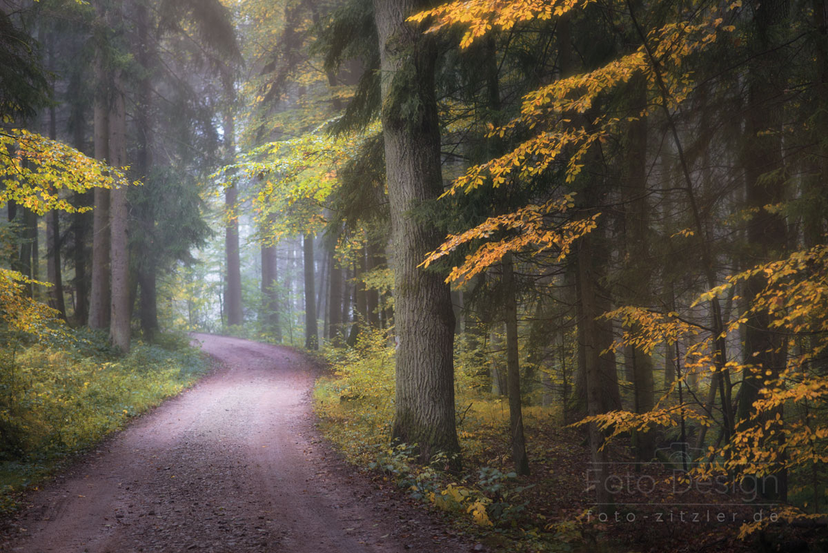 im Herbstwald