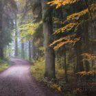 im Herbstwald