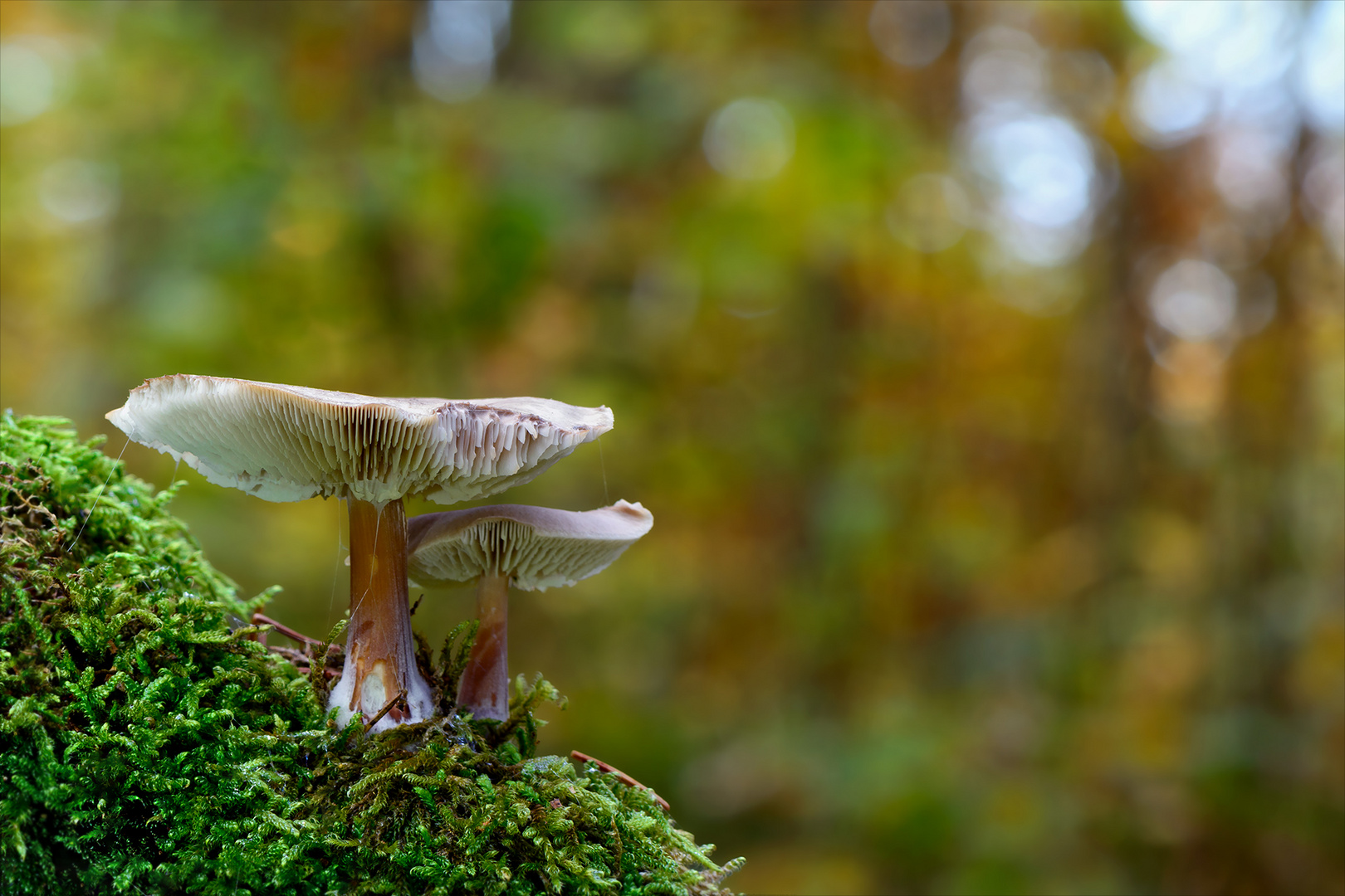 Im Herbstwald